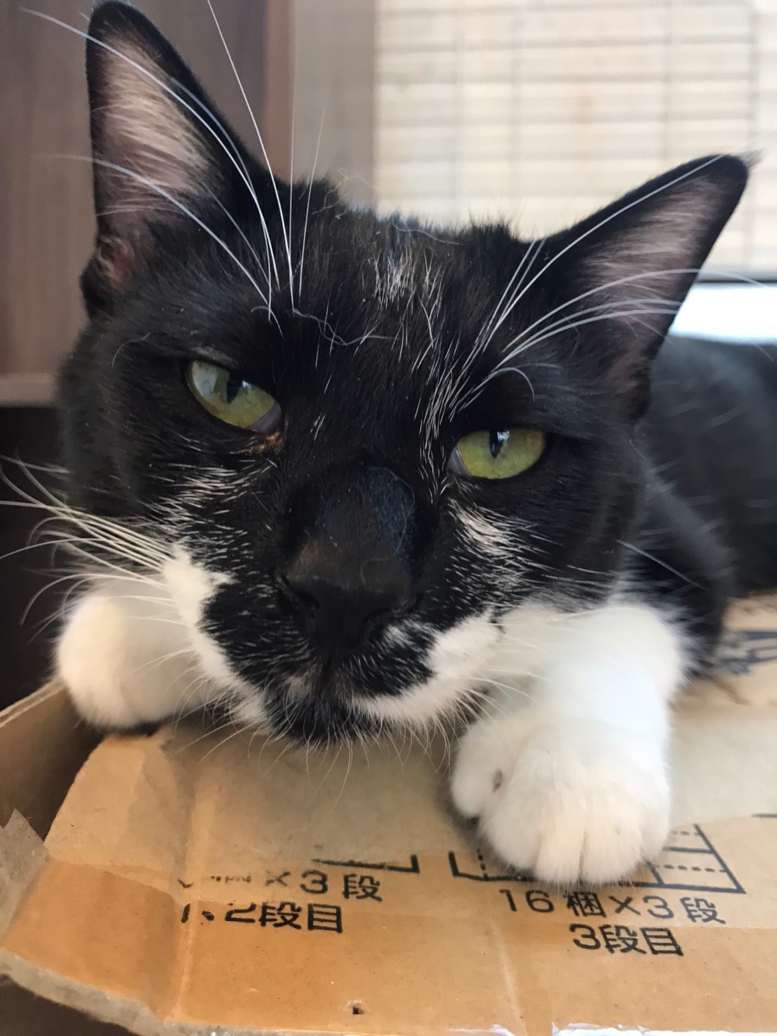 【保護猫】チコ推定1歳♂白黒