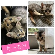 超☆子猫ラッシュ!! in瀬戸☆保護猫の譲渡会2022年7月2日（土）～ 非営利団体　 ちーむ にゃいんず