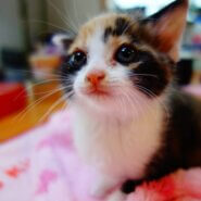 【募集一時停止中】★5月生まれの美少女子猫白玉★