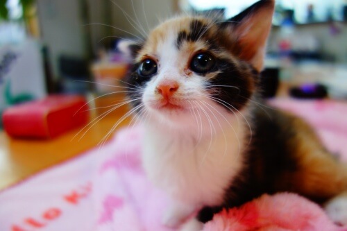 【募集一時停止中】★5月生まれの美少女子猫白玉★