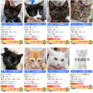 今夏最多30匹！！子猫譲渡会／愛知県みよし市