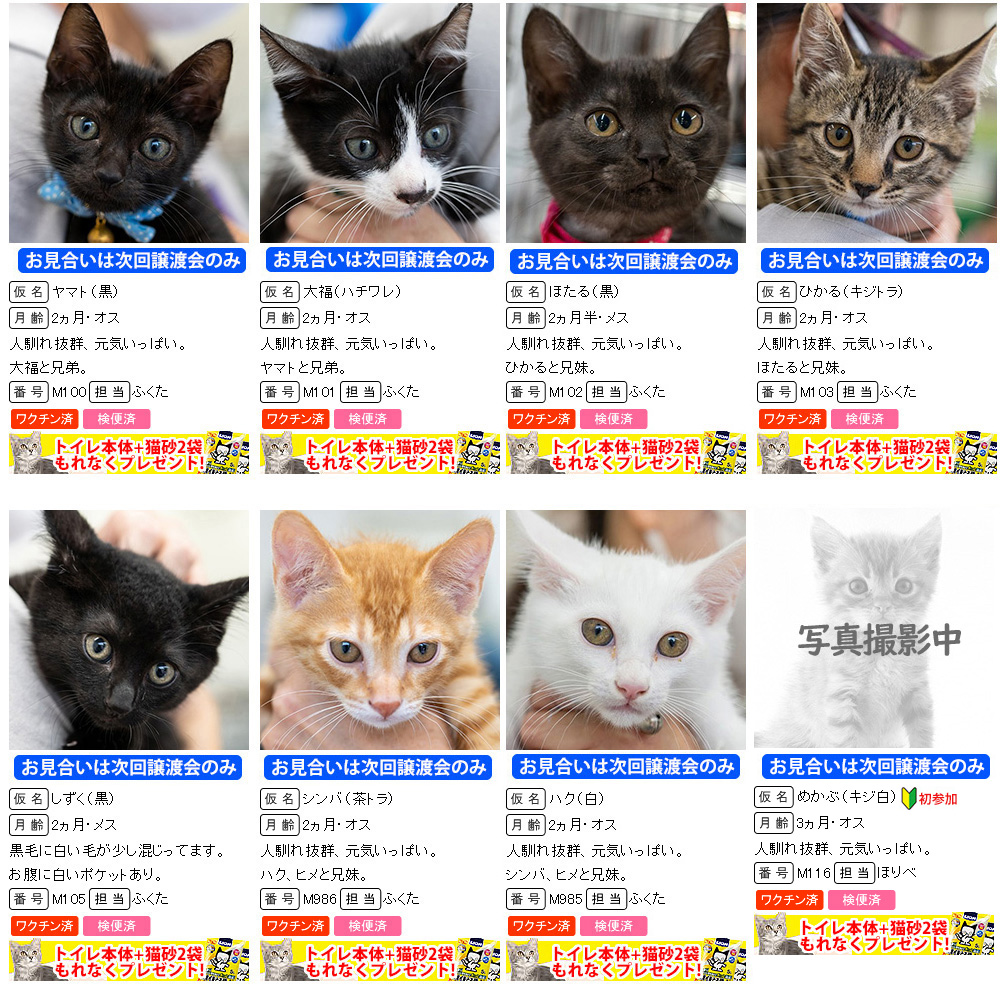 今夏最多30匹！！子猫譲渡会／愛知県みよし市