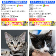 ほとんど子猫！30匹／みよし市