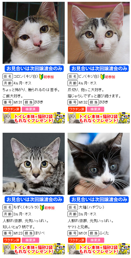 ほとんど子猫！30匹／みよし市