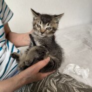 生後2ヶ月前後の3匹の子猫達