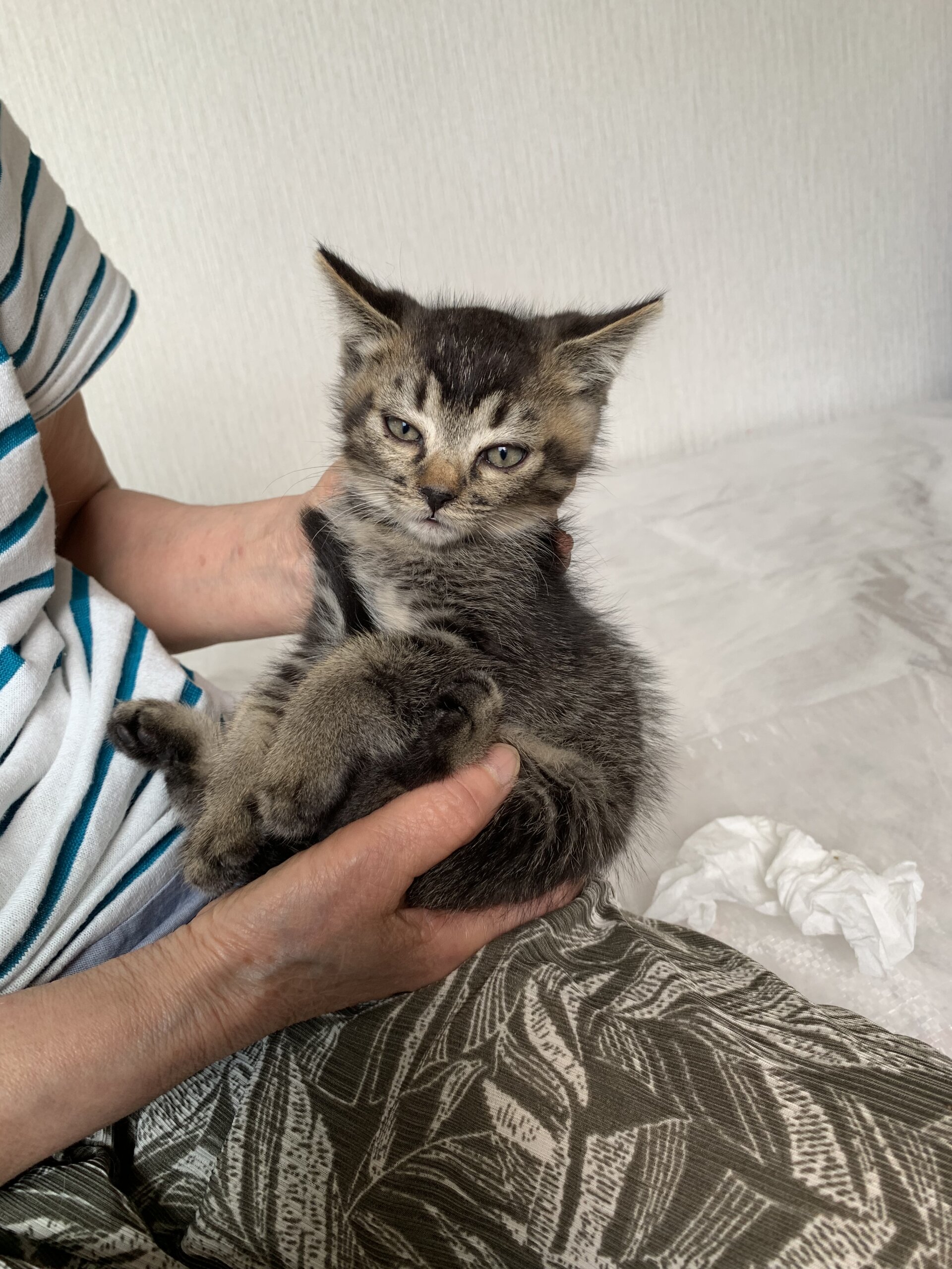 生後2ヶ月前後の3匹の子猫達