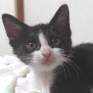 黒白ハチワレ美人の子猫の女の子