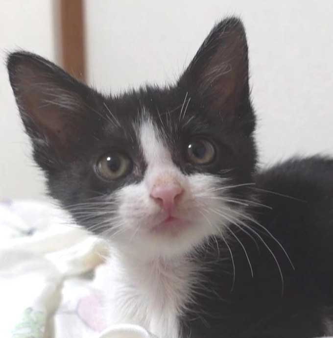 黒白ハチワレ美人の子猫の女の子