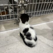 珍しい柄の甘えん坊な男の子