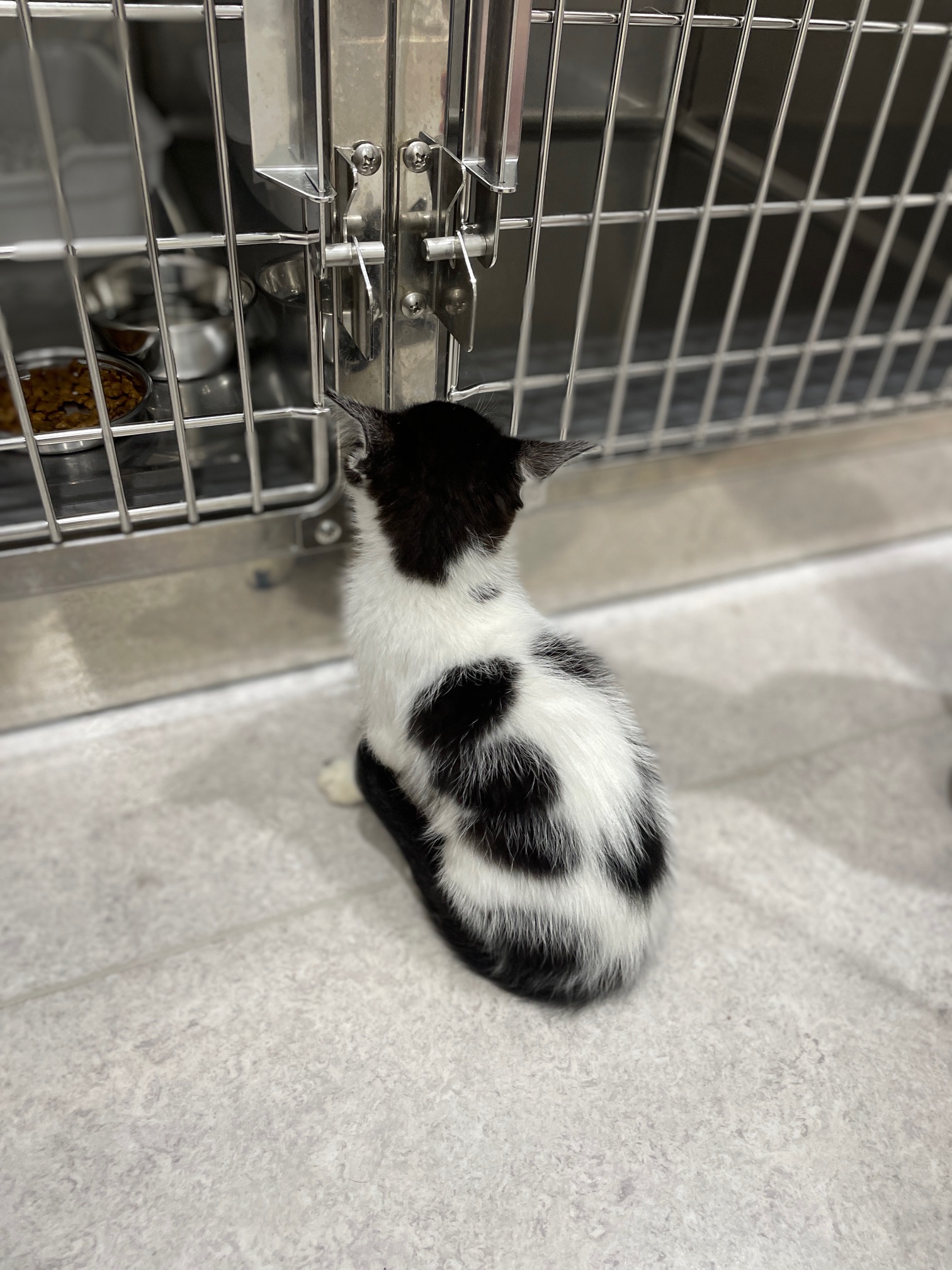 珍しい柄の甘えん坊な男の子