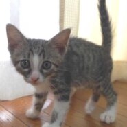 キジ白の子猫の鼻ピンクの男の子