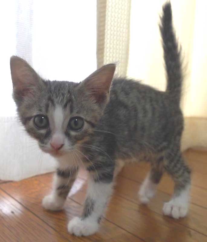 キジ白の子猫の鼻ピンクの男の子