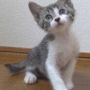 キジ白の子猫の鼻黒の男の子