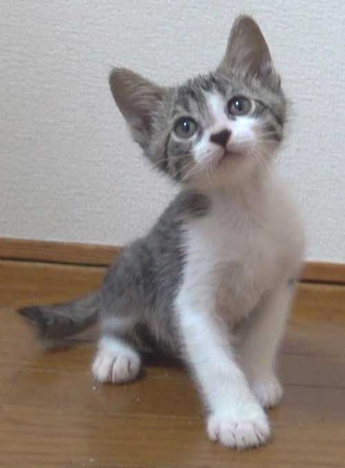 キジ白の子猫の鼻黒の男の子
