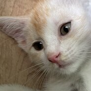 人懐こい甘えん坊さん2か月オス子猫