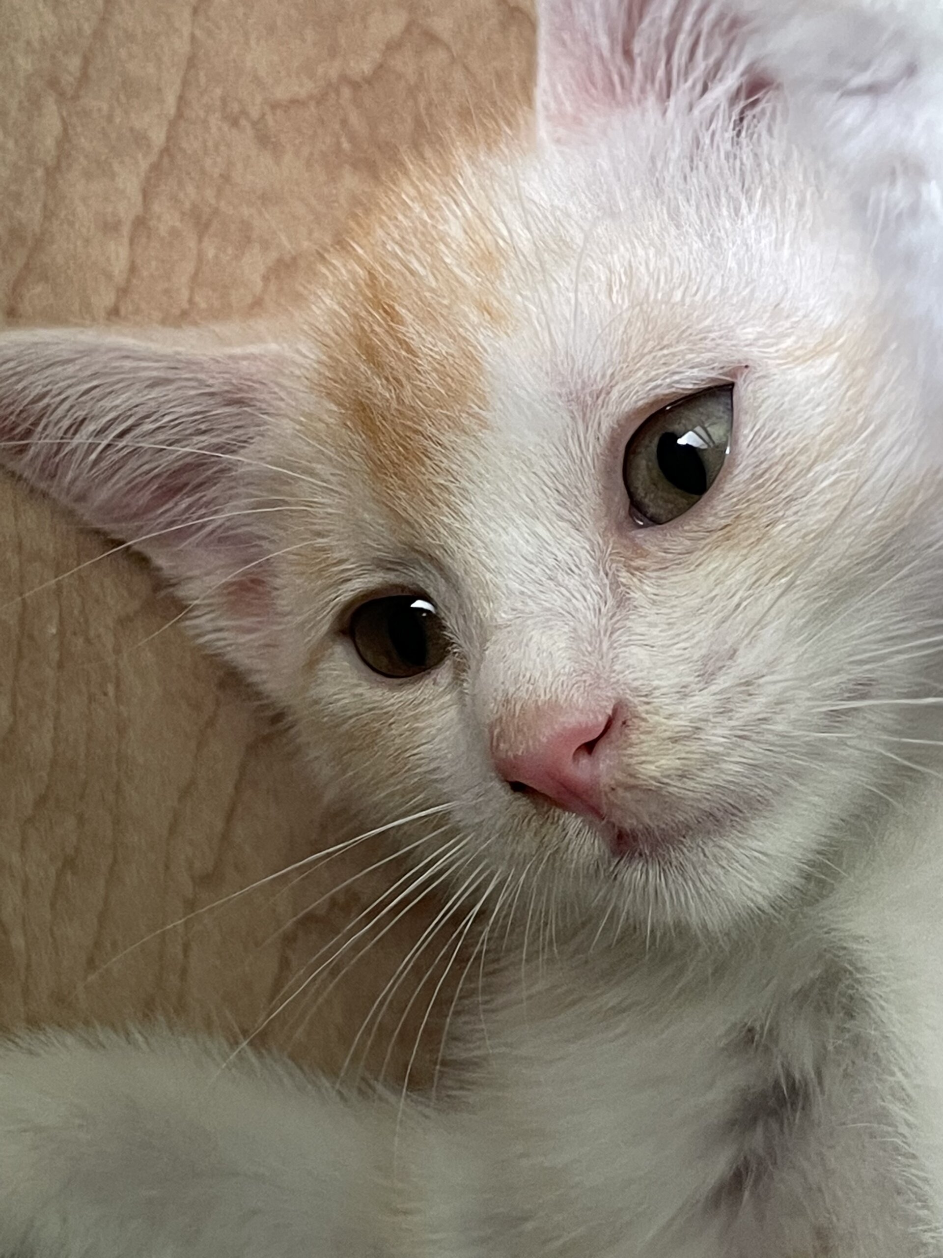 人懐こい甘えん坊さん2か月オス子猫