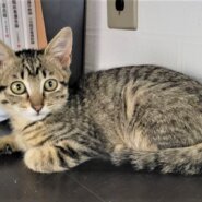 元気で懐こい　道ちゃん