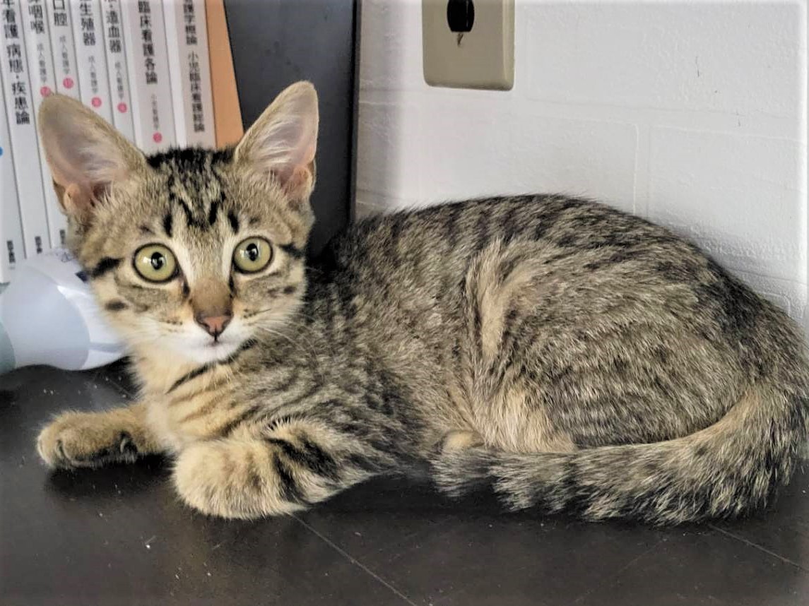 元気で懐こい　道ちゃん