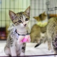 キジ白、白キジ兄妹