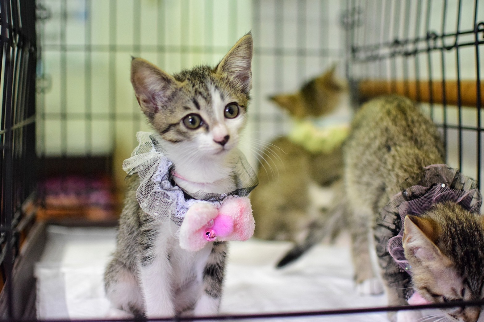 キジ白、白キジ兄妹