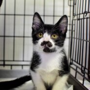 ハチワレひげ柄の男の子