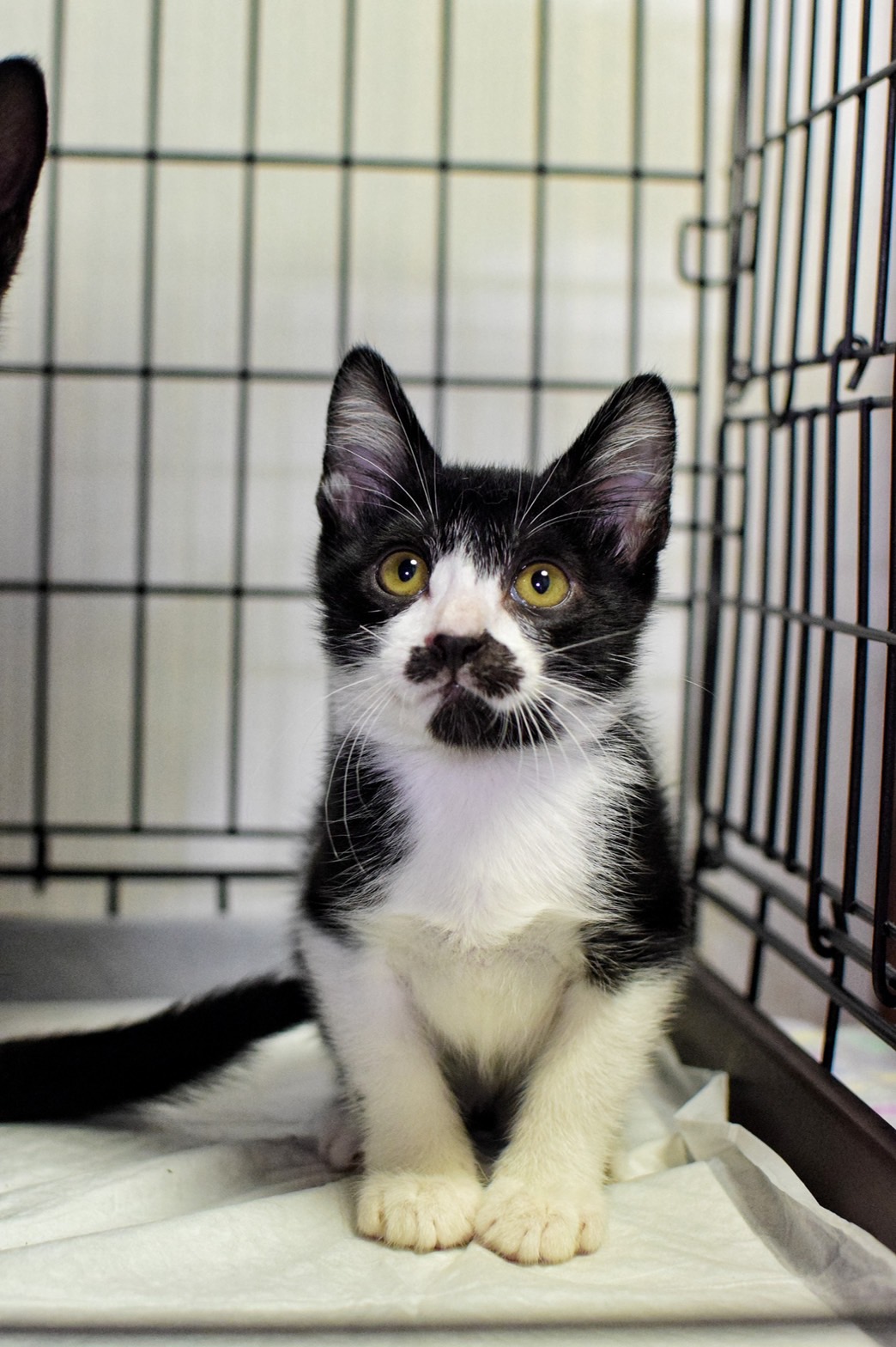 ハチワレひげ柄の男の子