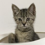 ファニーフェイスなキジトラのララちゃん