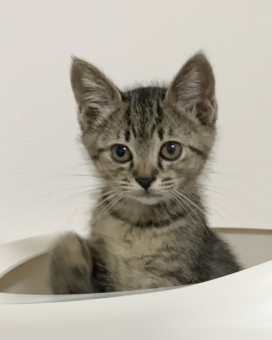 ファニーフェイスなキジトラのララちゃん