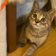 生後２か月の子猫(女の子)里親さん募集中