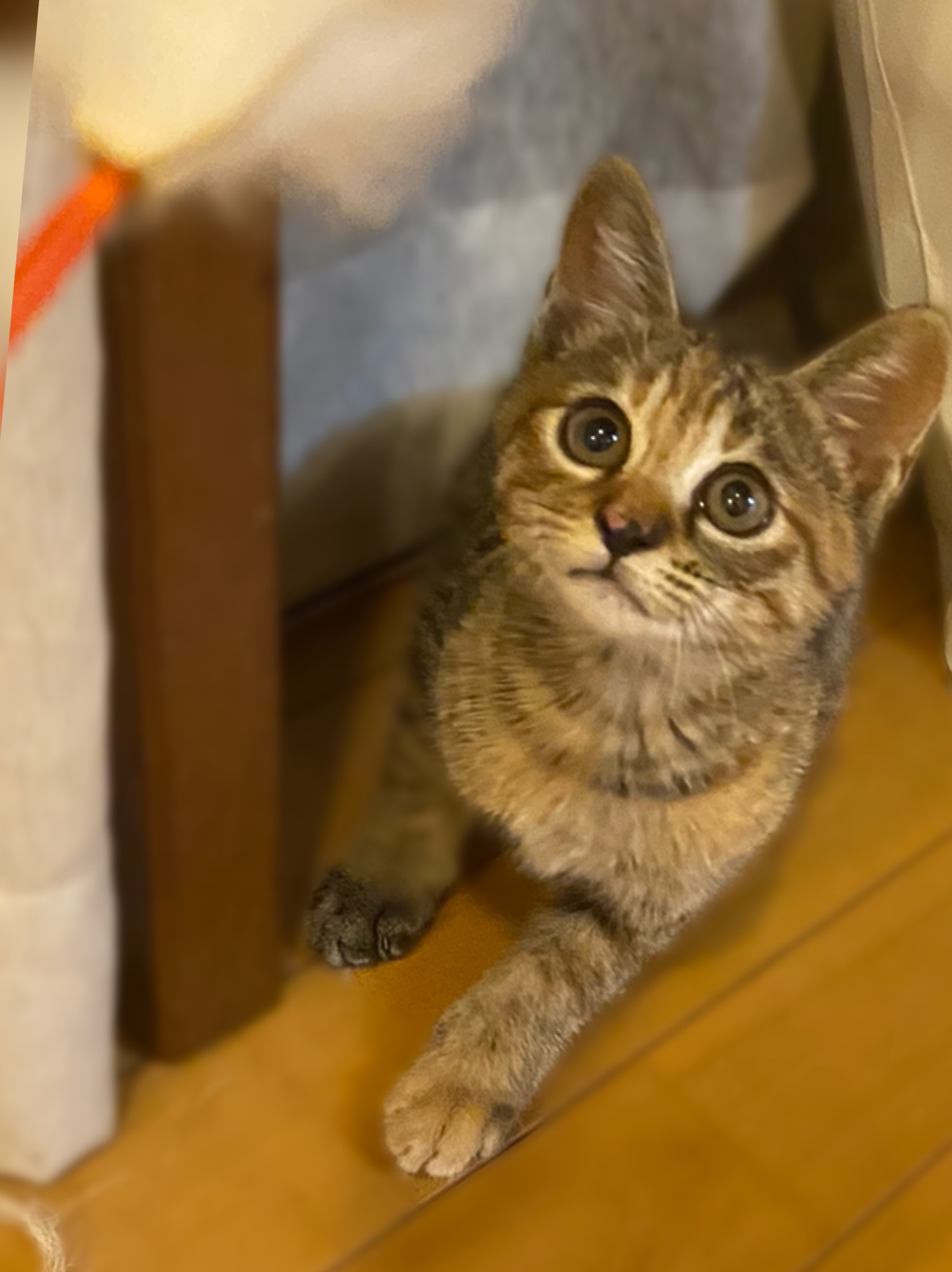 生後２か月の子猫(女の子)里親さん募集中