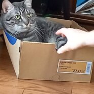 グレーのきれいな男の子です