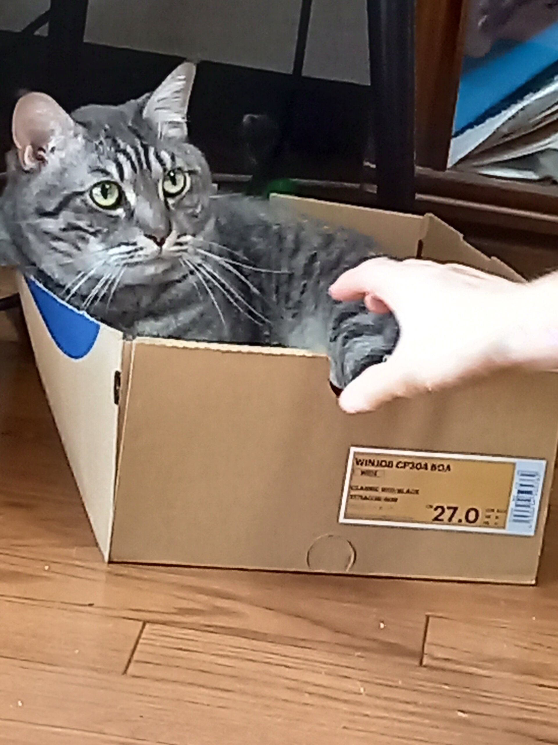 グレーのきれいな男の子です