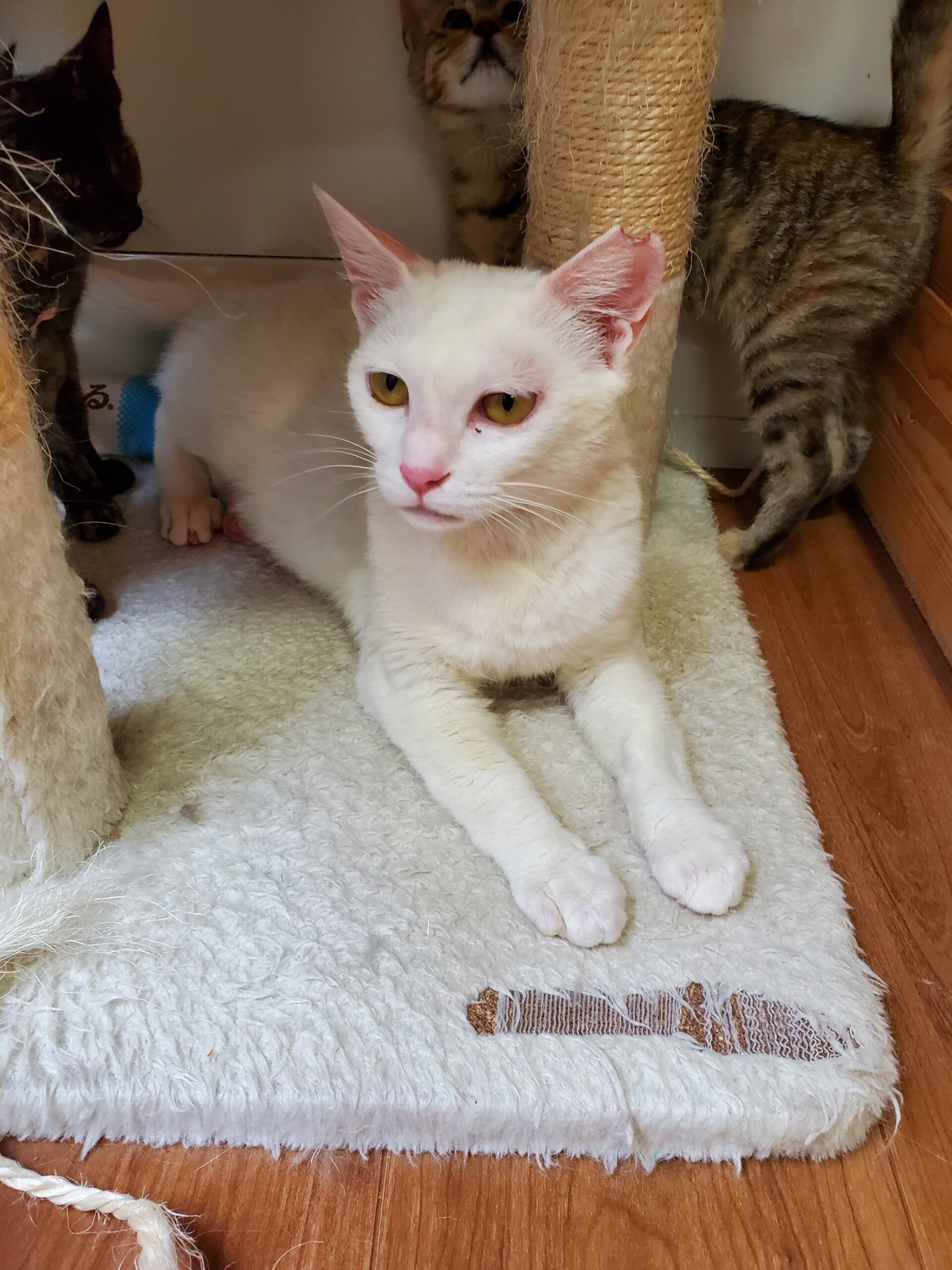 さくら猫さんの白猫さん