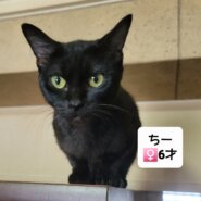 6歳黒猫姉妹　２匹