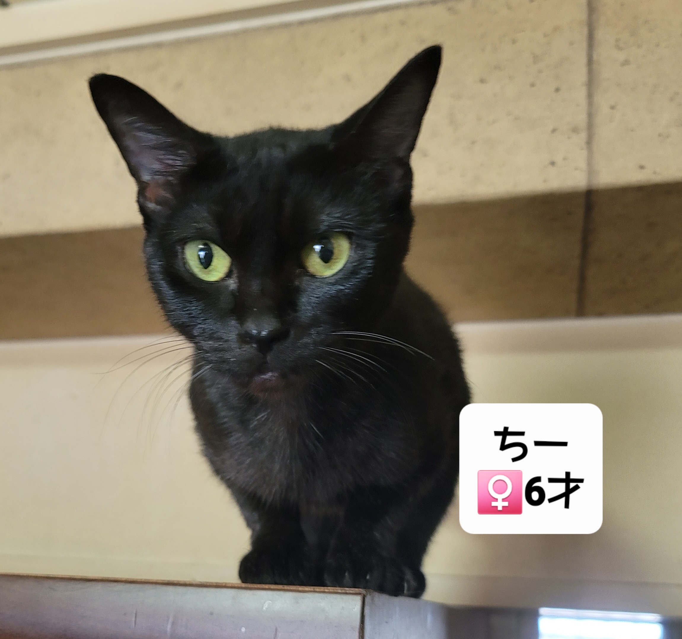 6歳黒猫姉妹　２匹