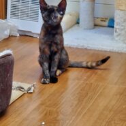 生後4ヵ月の姉妹