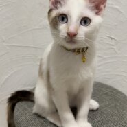 ロシェ里親決定❁⃘*.ﾟ