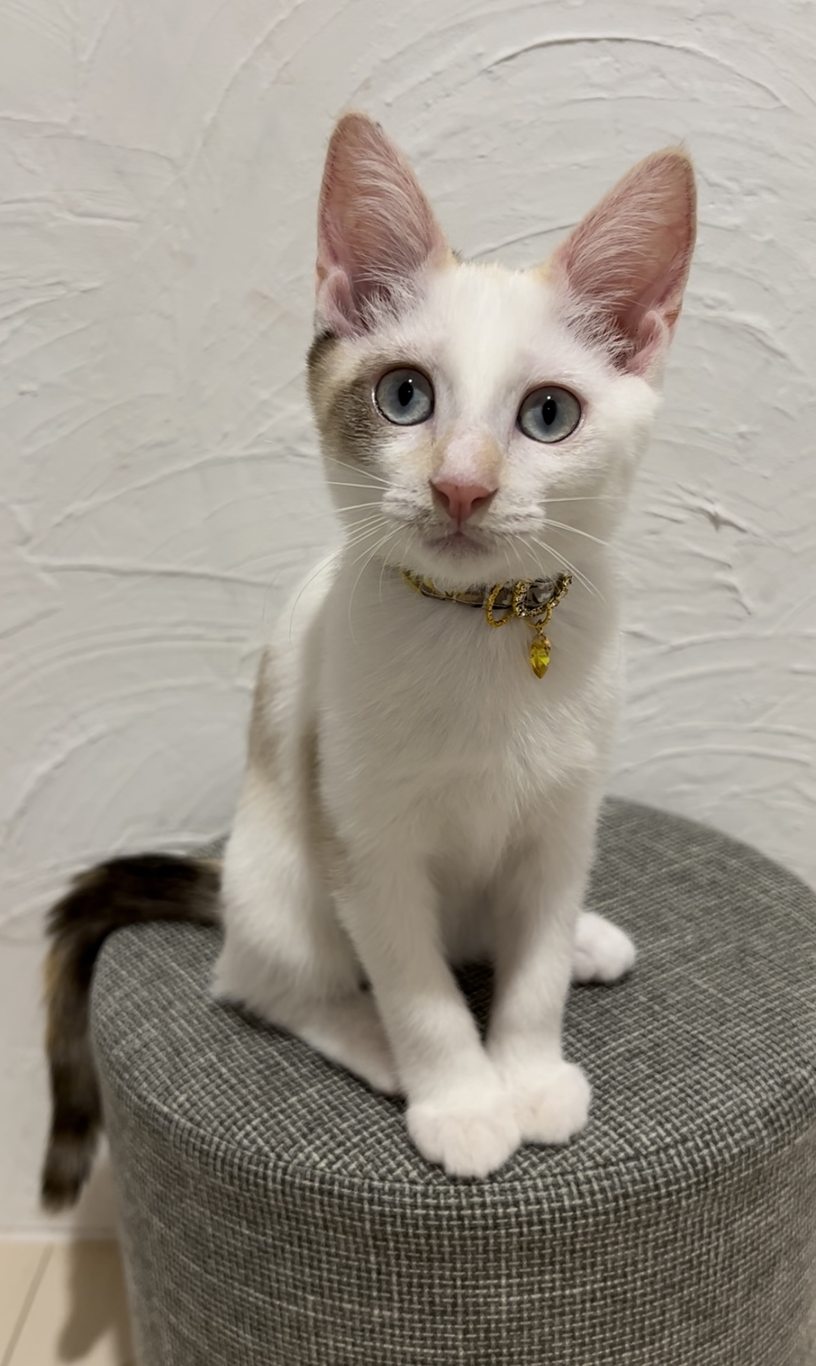 ロシェ里親決定❁⃘*.ﾟ