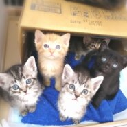 超超☆子猫ラッシュ!! in豊明☆保護猫の譲渡会2022年7月16日（土）～ 非営利団体　 ちーむ にゃいんず