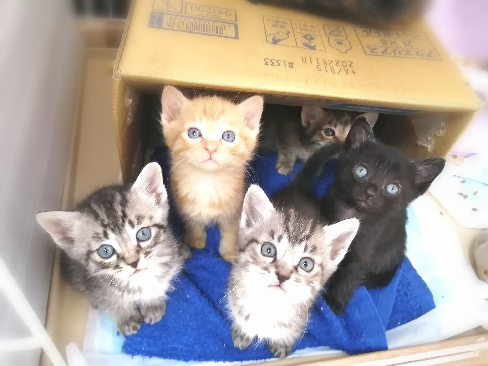 超超☆子猫ラッシュ!! in豊明☆保護猫の譲渡会2022年7月16日（土）～ 非営利団体　 ちーむ にゃいんず