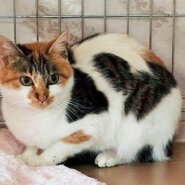 BACK SHOEN 個性的な柄の三毛