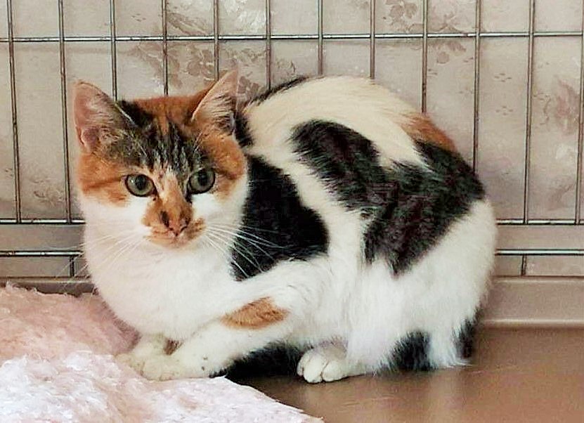 BACK SHOEN 個性的な柄の三毛