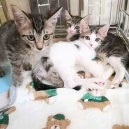 in西尾市☆ワチャワチャ子猫大祭り!!2022/07/30(土)～非営利団体ちーむにゃいんず