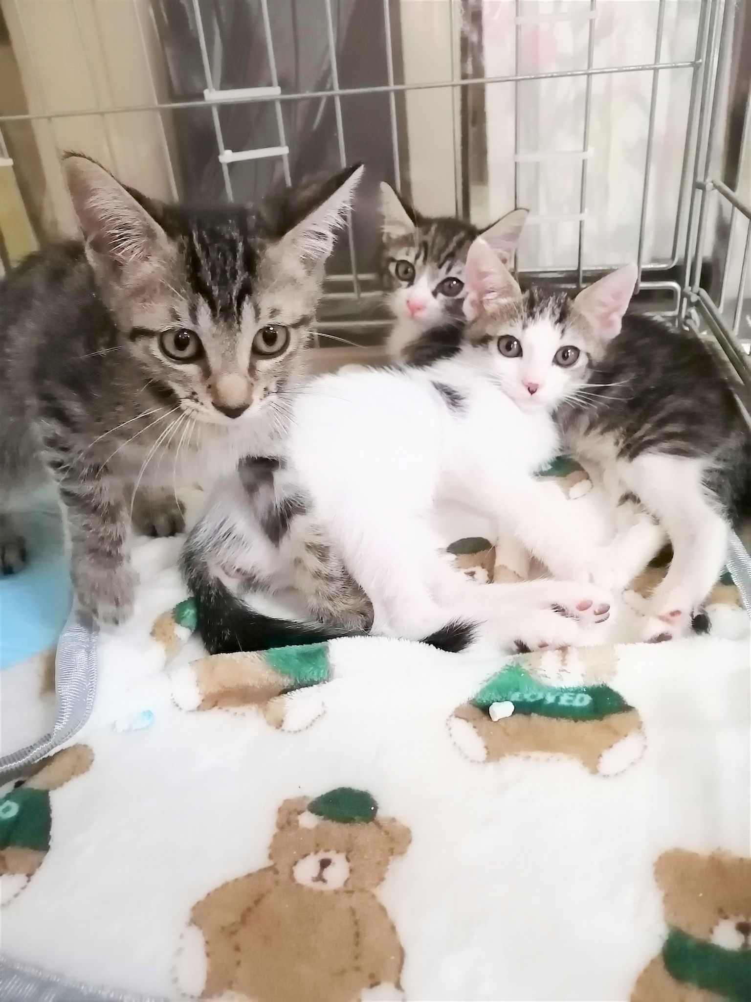 in西尾市☆ワチャワチャ子猫大祭り!!2022/07/30(土)～非営利団体ちーむにゃいんず