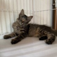 毛足長め☆美しい生後4ヶ月の子猫