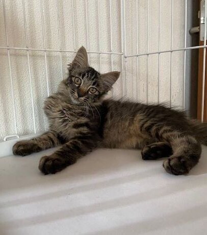 毛足長め☆美しい生後4ヶ月の子猫