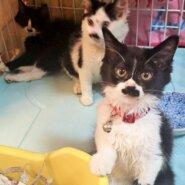 半長毛のタキシード兄妹