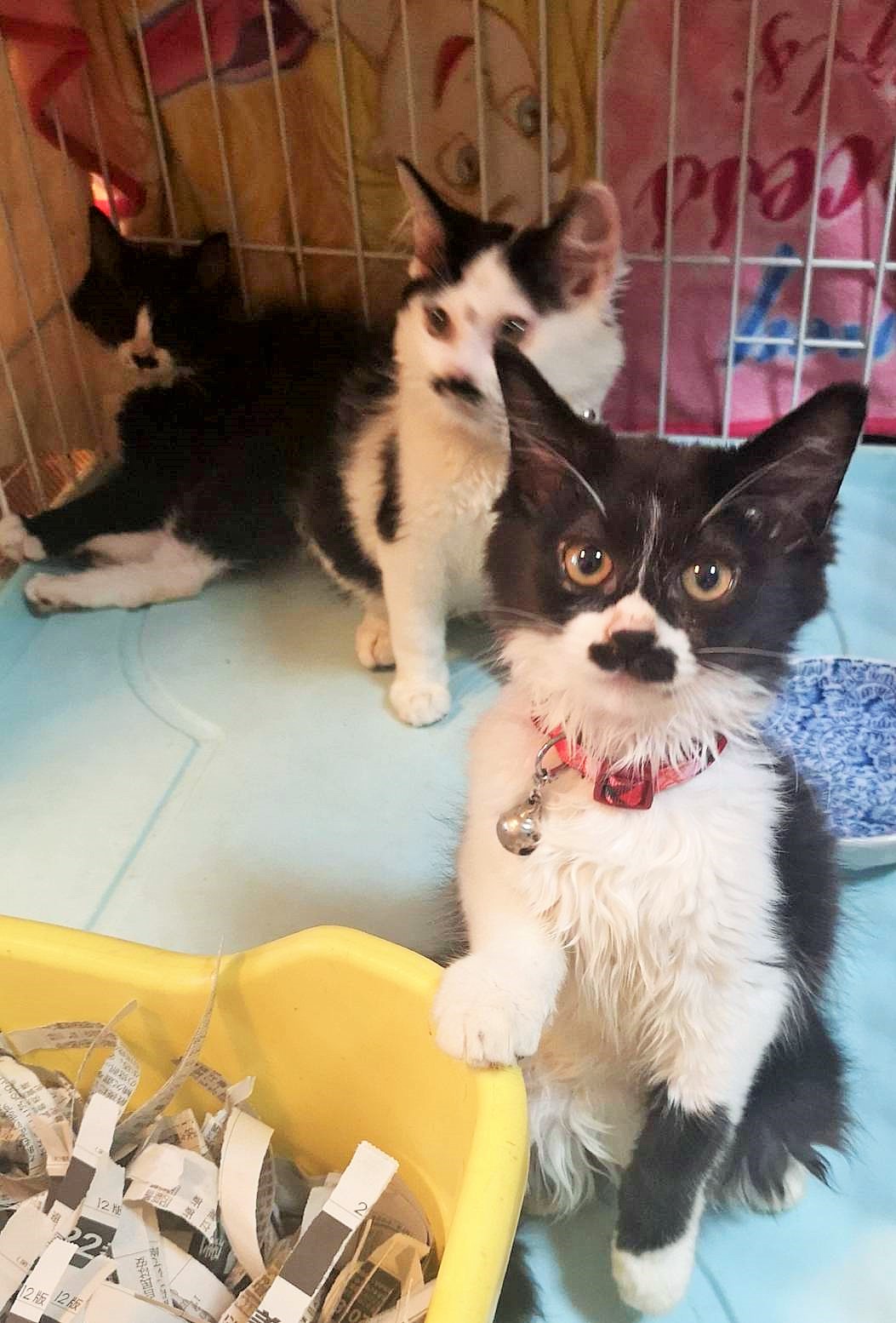 半長毛のタキシード兄妹