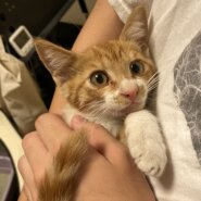 茶白の子猫の里親さん募集！