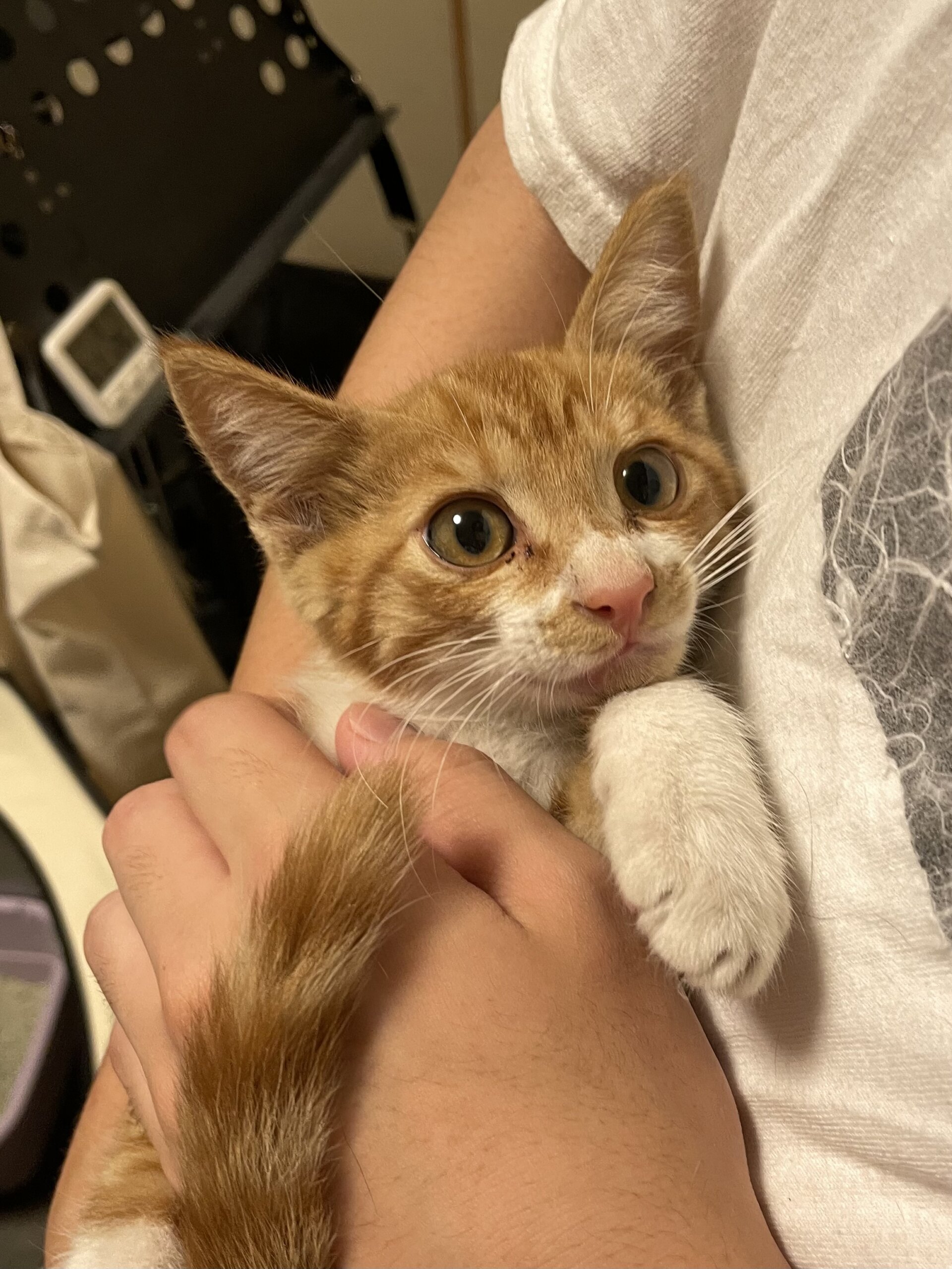 茶白の子猫の里親さん募集！